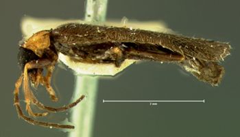 Media type: image;   Entomology 3386 Aspect: habitus lateral view